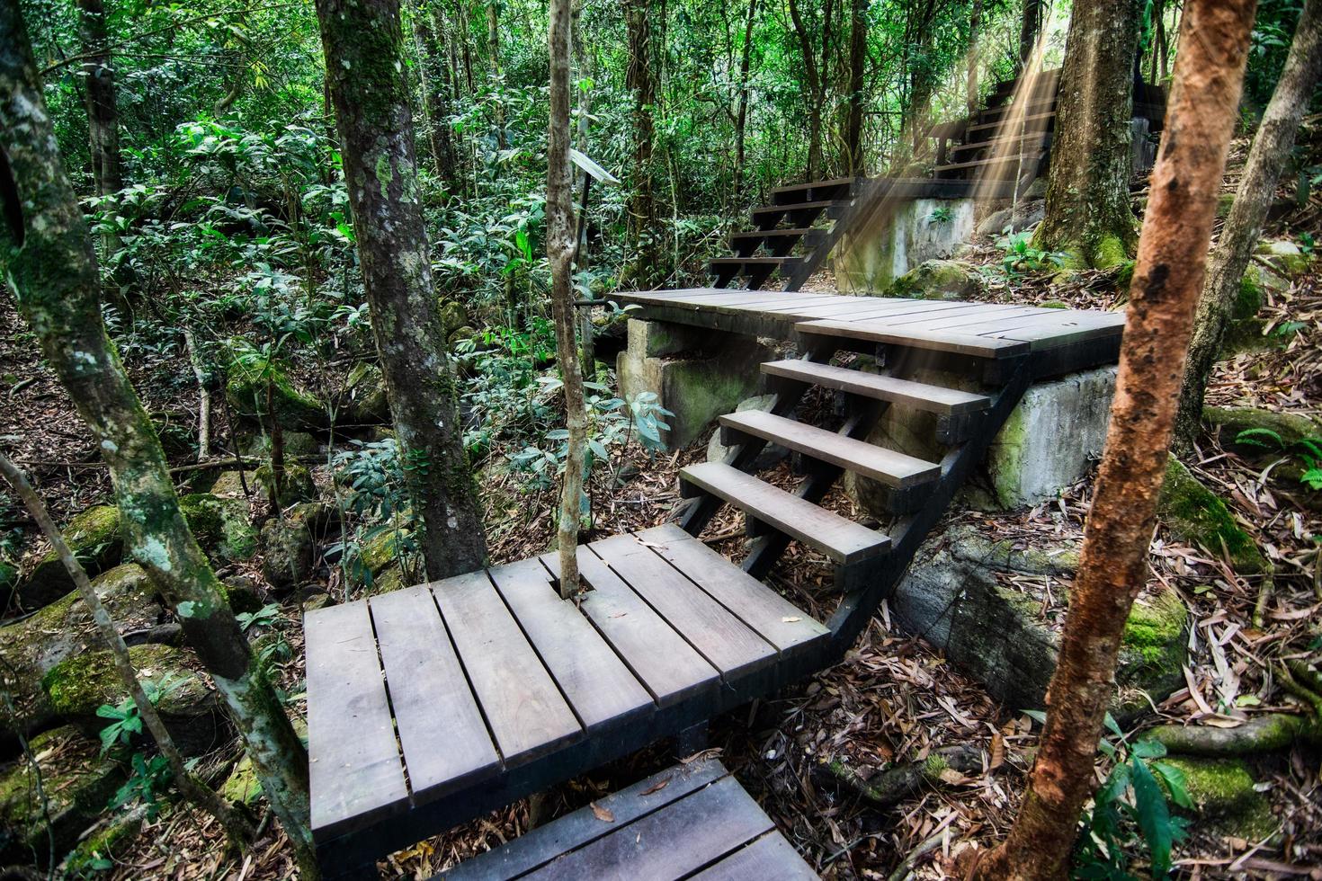 caminho de madeira em uma floresta foto