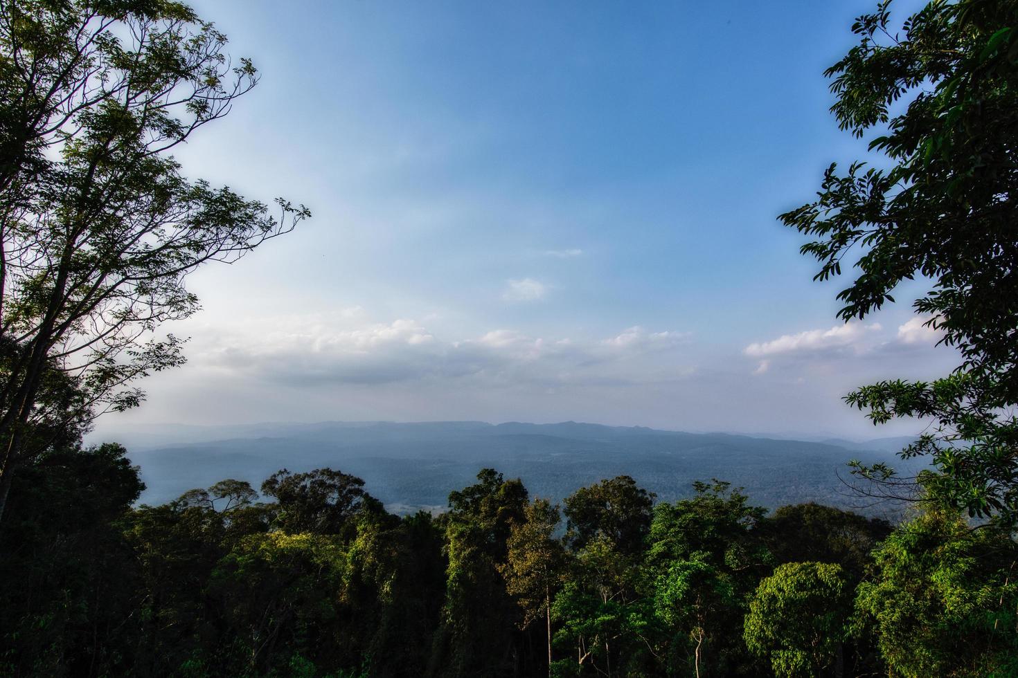 vista de uma floresta tropical foto