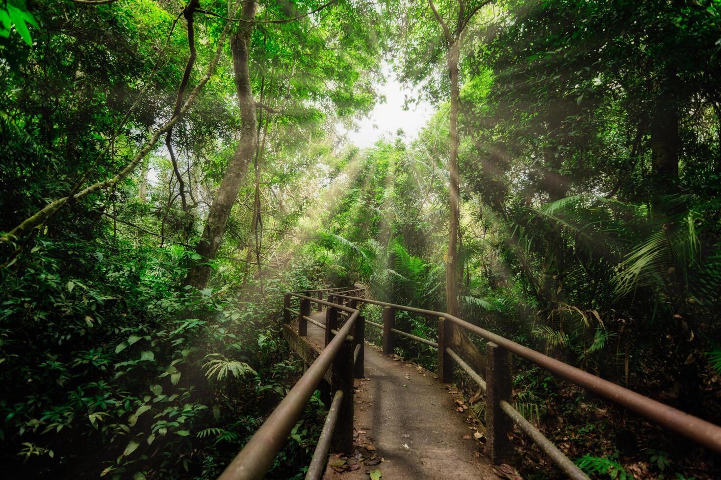 caminho na floresta foto