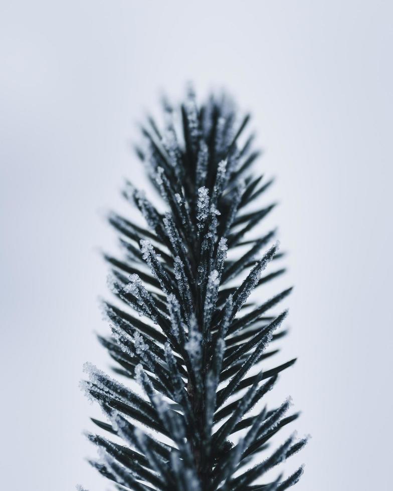 folha de pinheiro close-up foto