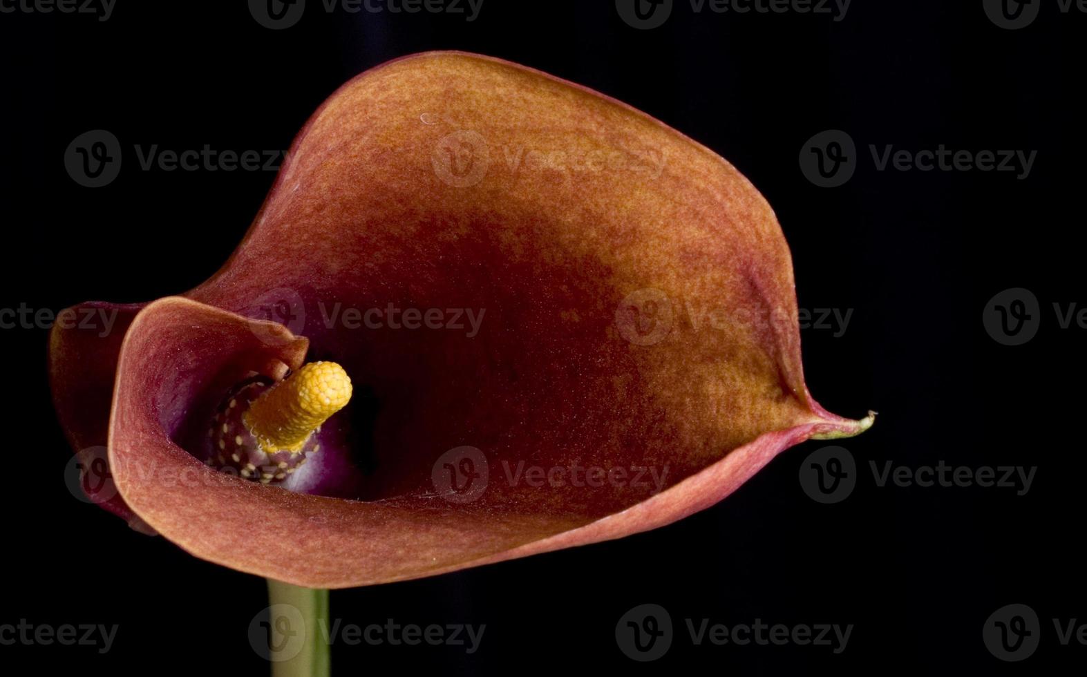 flor de lírio vermelho em um fundo preto foto