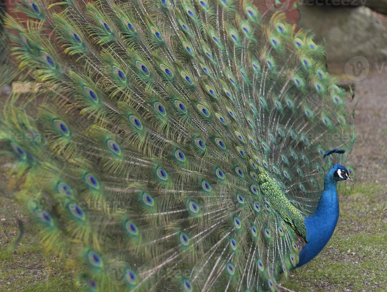 um pavão macho foto