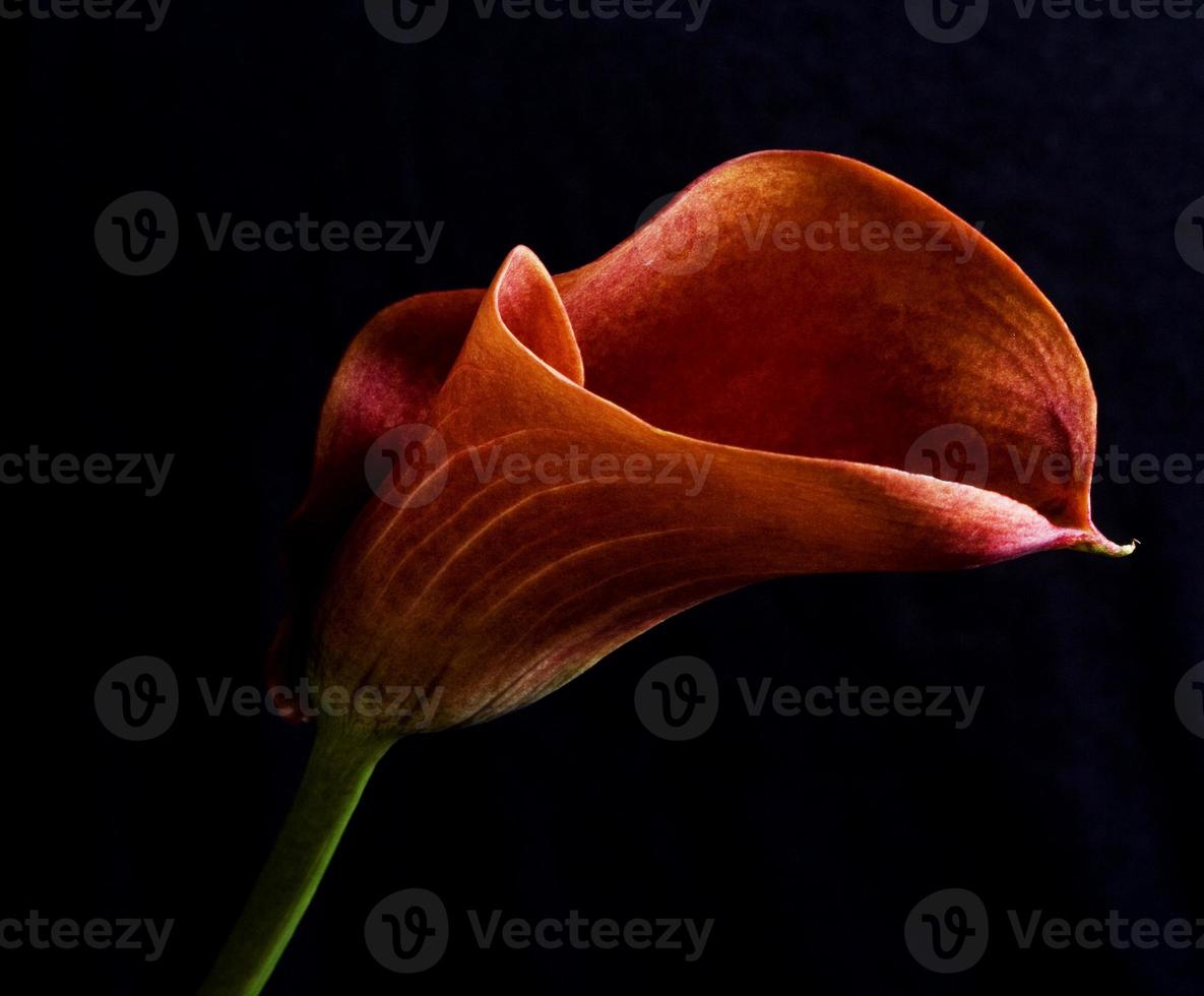 flor de lírio vermelho em um fundo preto foto