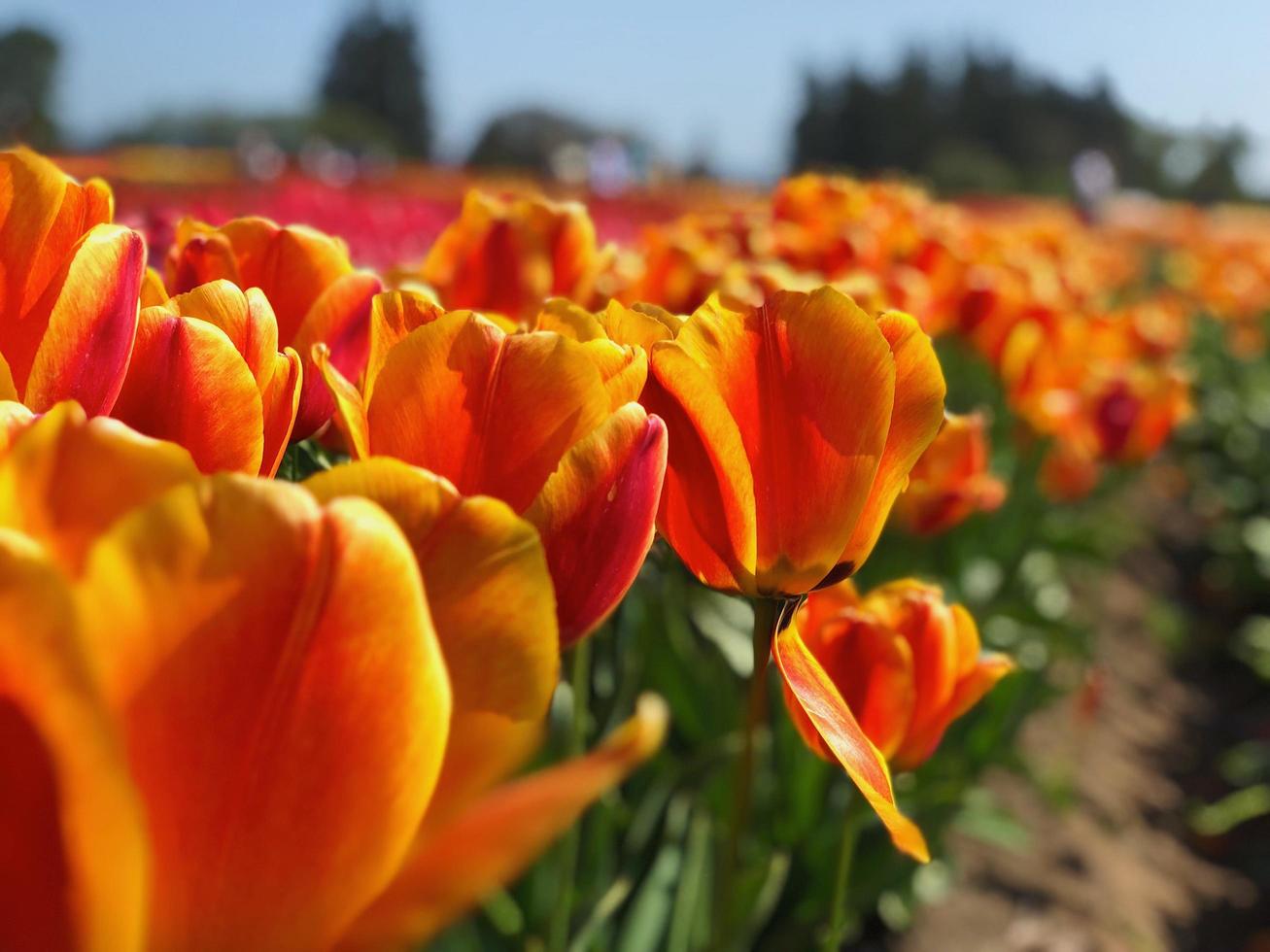 cama de tulipa laranja foto