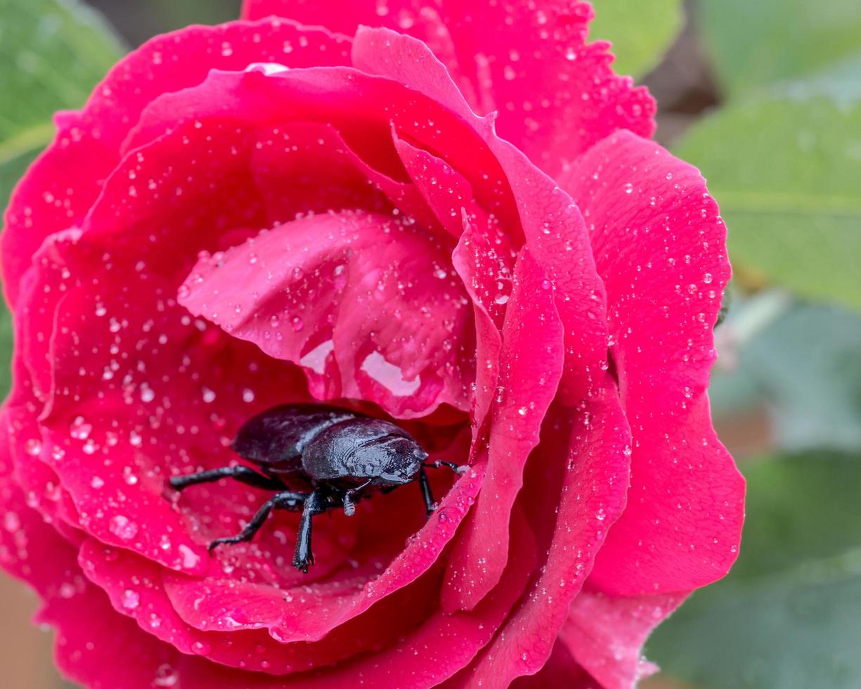 besouro em uma rosa foto