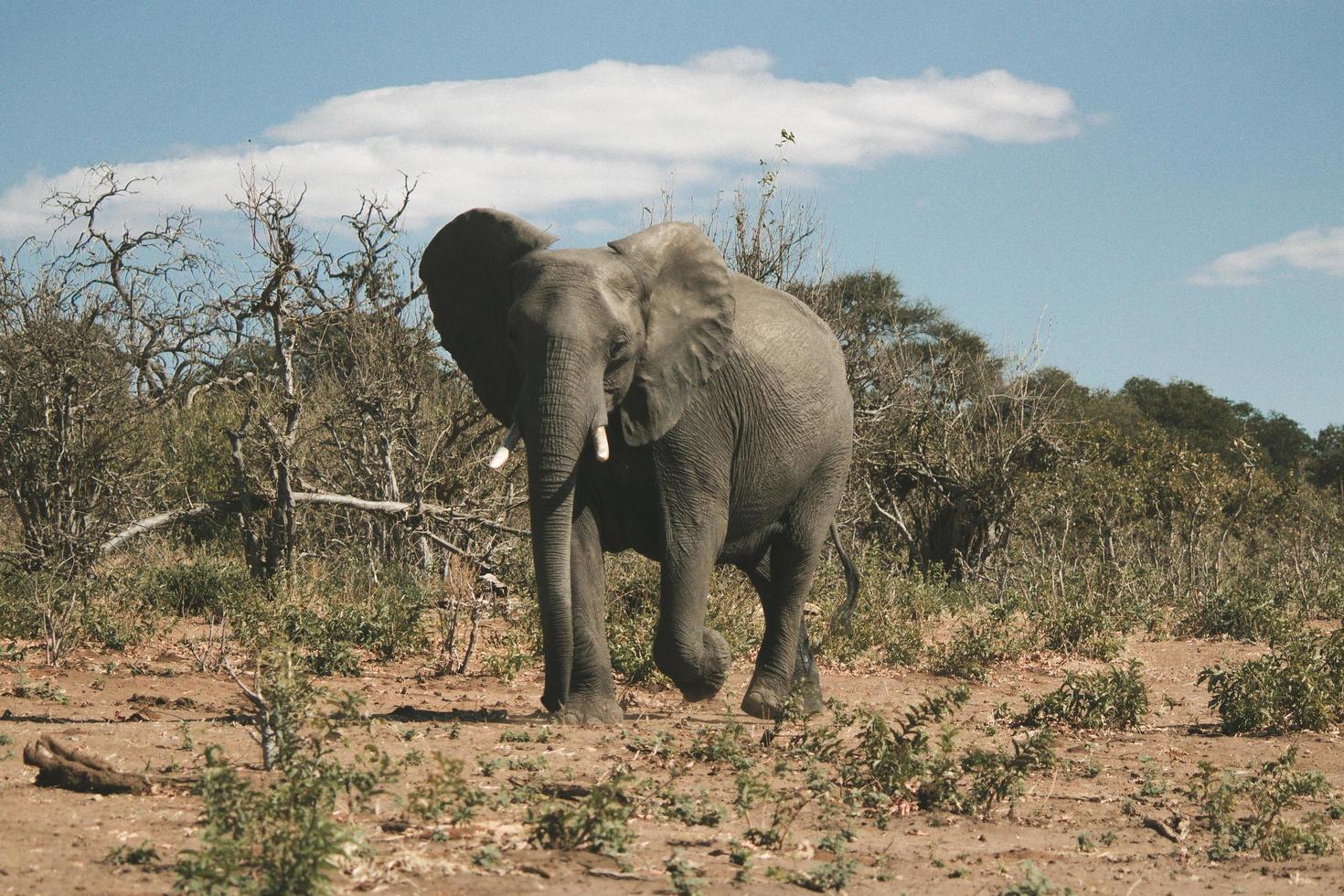 elefante cinza na selva foto