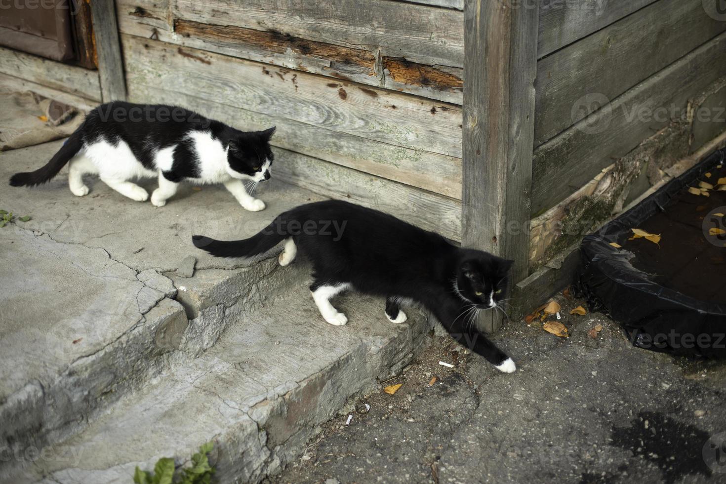 dois gatos vão ao longo da parede. gato branco e preto na rua. animais de estimação vadios na aldeia. foto