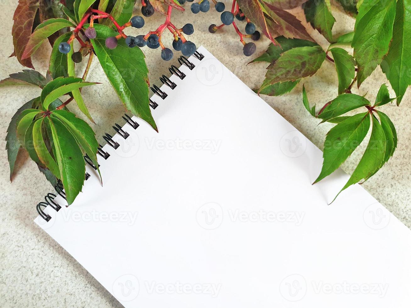 papel branco vazio em branco, bloco de notas em espiral na superfície da mesa granulada clara com ramo de uva selvagem acima. folhas verdes de uva virgem com bagas azuis escuras. composição diagonal de outono floral. foto