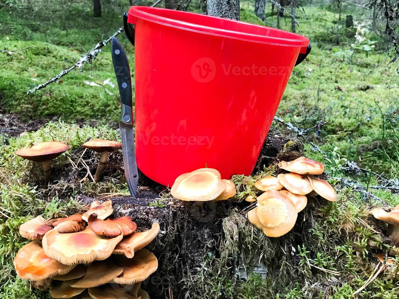 toco na floresta com muitos cogumelos comestíveis saborosos bonitos com um balde vermelho e uma faca afiada na floresta contra um fundo de árvores. colheita de cogumelos conceito, presentes da natureza foto