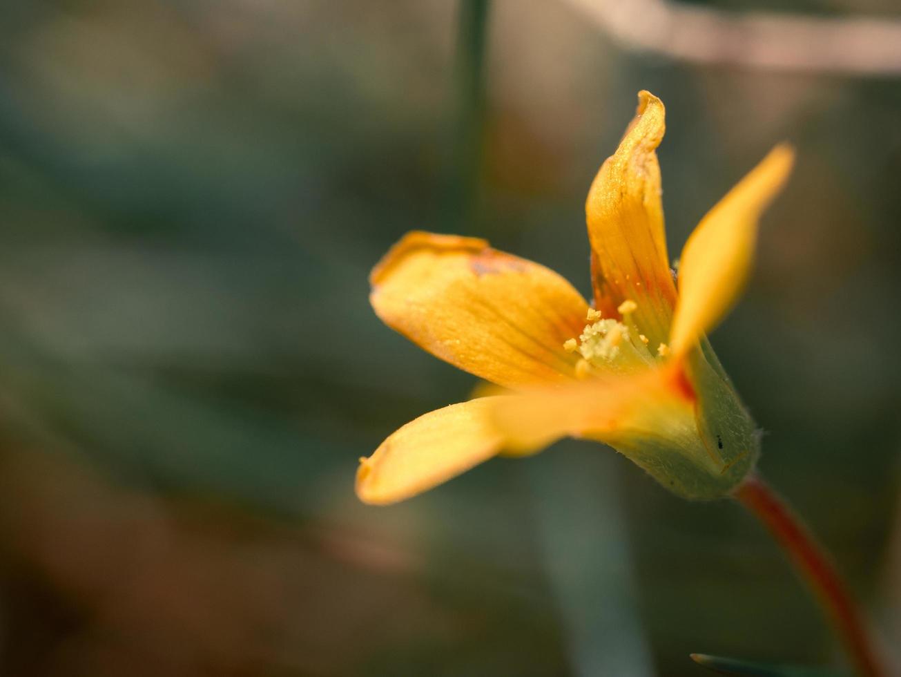 flor amarela desabrochando foto