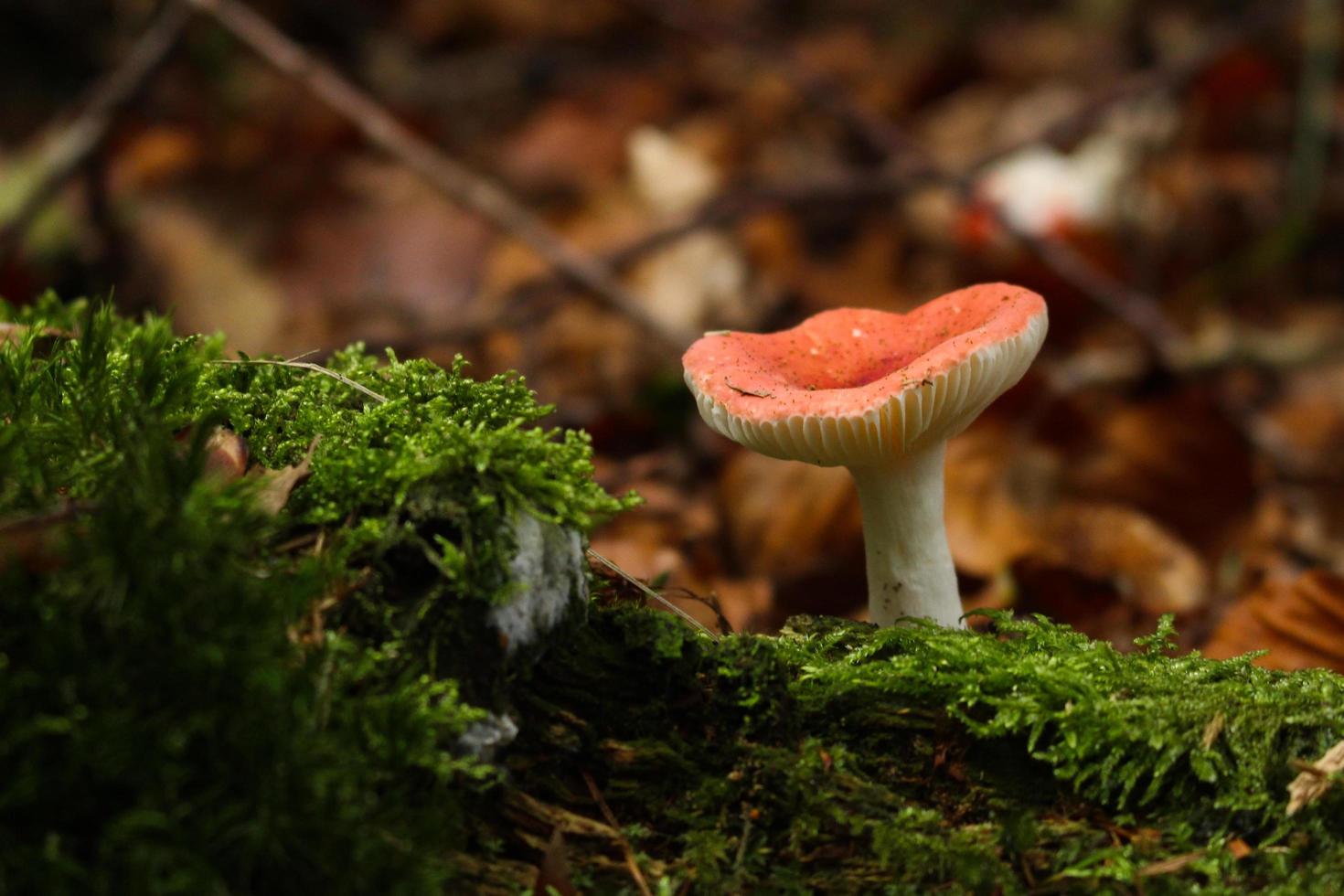 cogumelo vermelho na floresta foto