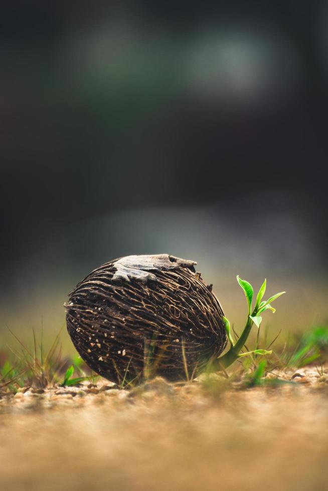 semente de cerbera odollam foto