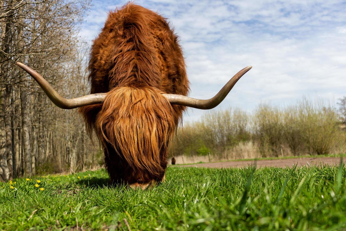 vaca highlander comendo grama foto