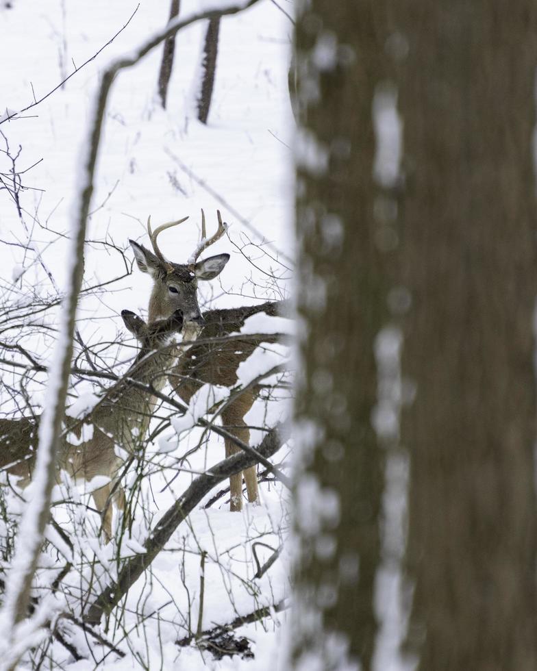 cervos em bosques nevados foto