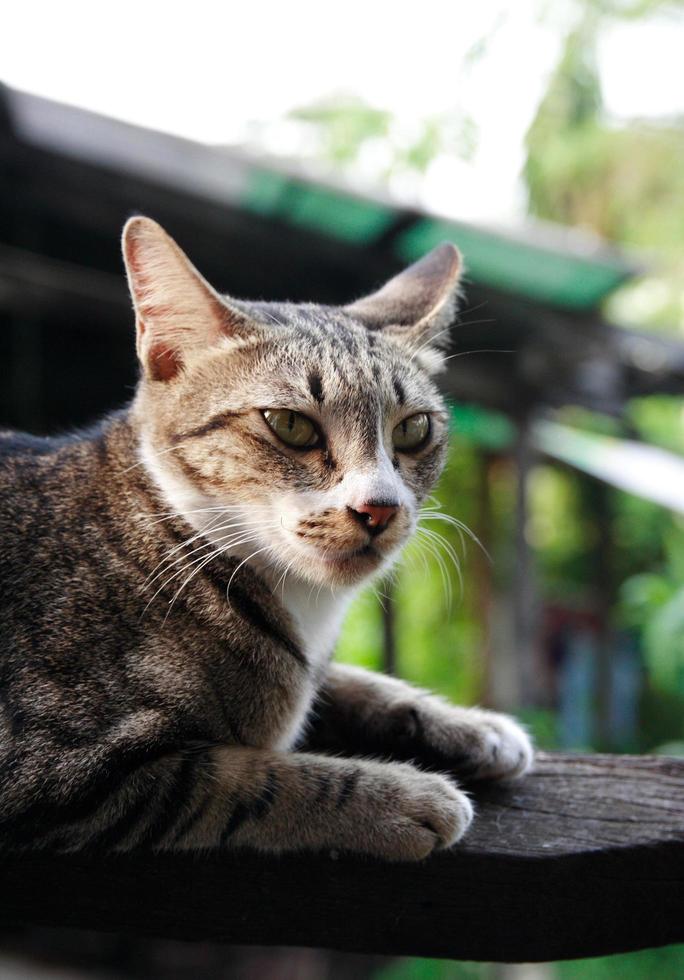 gato marrom na madeira foto