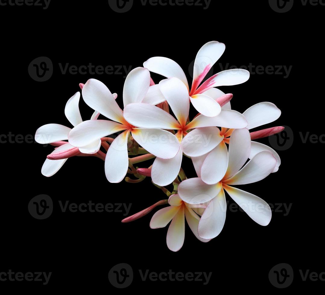 plumeria ou frangipani ou flor da árvore do templo. feche o buquê de flores de plumeria amarelo-rosa isolado no fundo preto. bando de flores exóticas de vista superior. foto