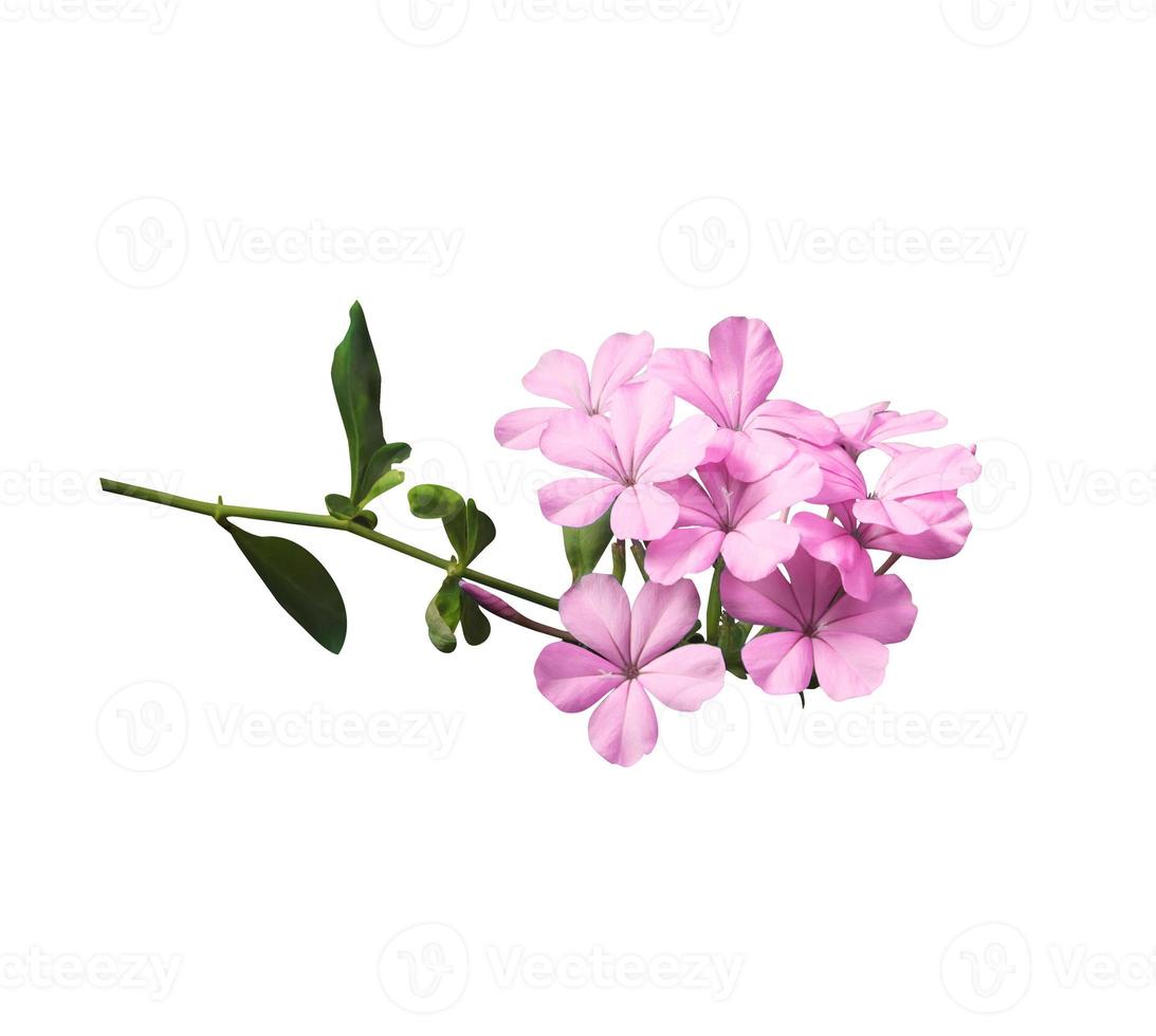 flores de erva-de-chumbo ou plumbago branco. feche o buquê de flores pequenas rosa-roxo isolado no fundo branco. foto