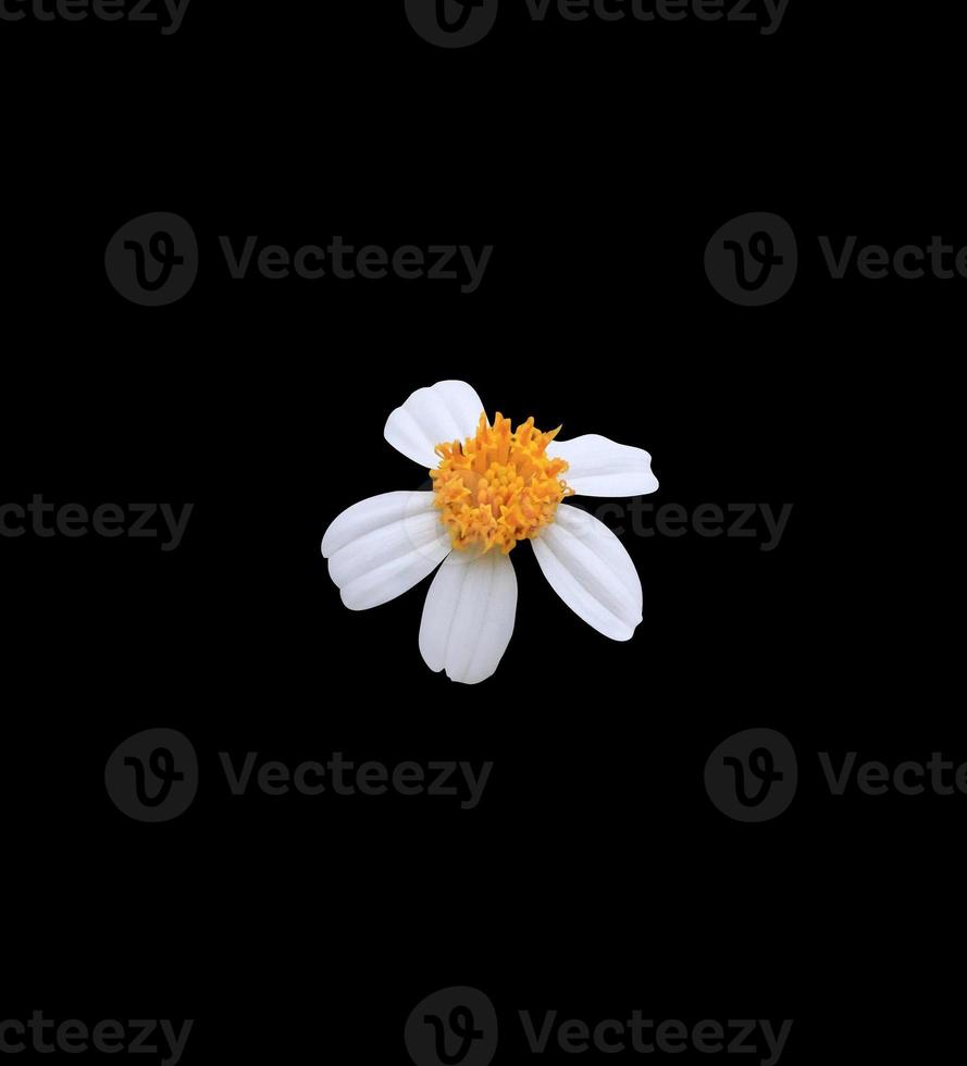 botões de casaco ou margarida mexicana ou flor margarida tridax. feche a pequena flor branca isolada no fundo preto. foto