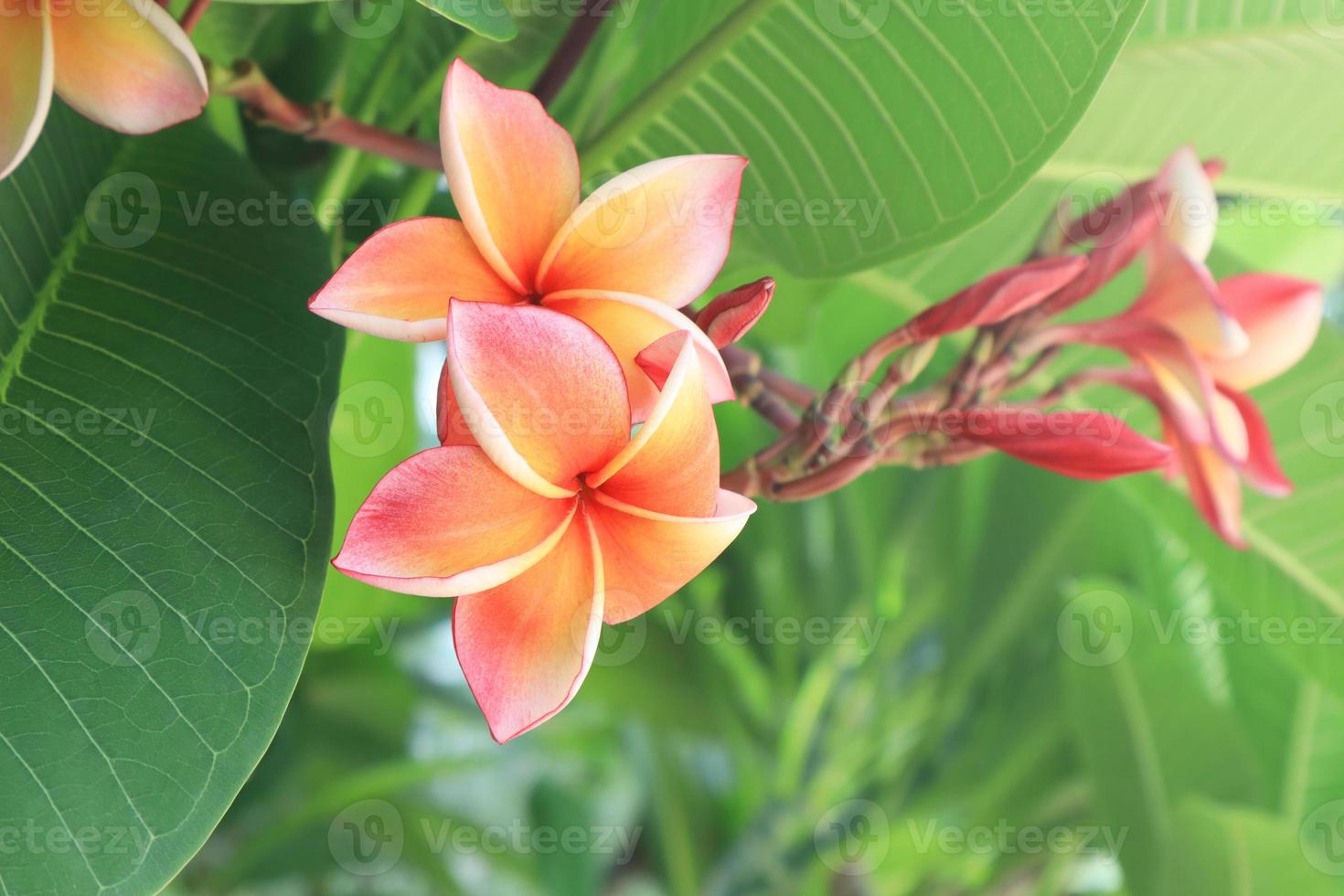 feche o buquê de flores de plumeria amarela rosa ou frangipani no fundo da folha verde no jardim com a luz da manhã. foto