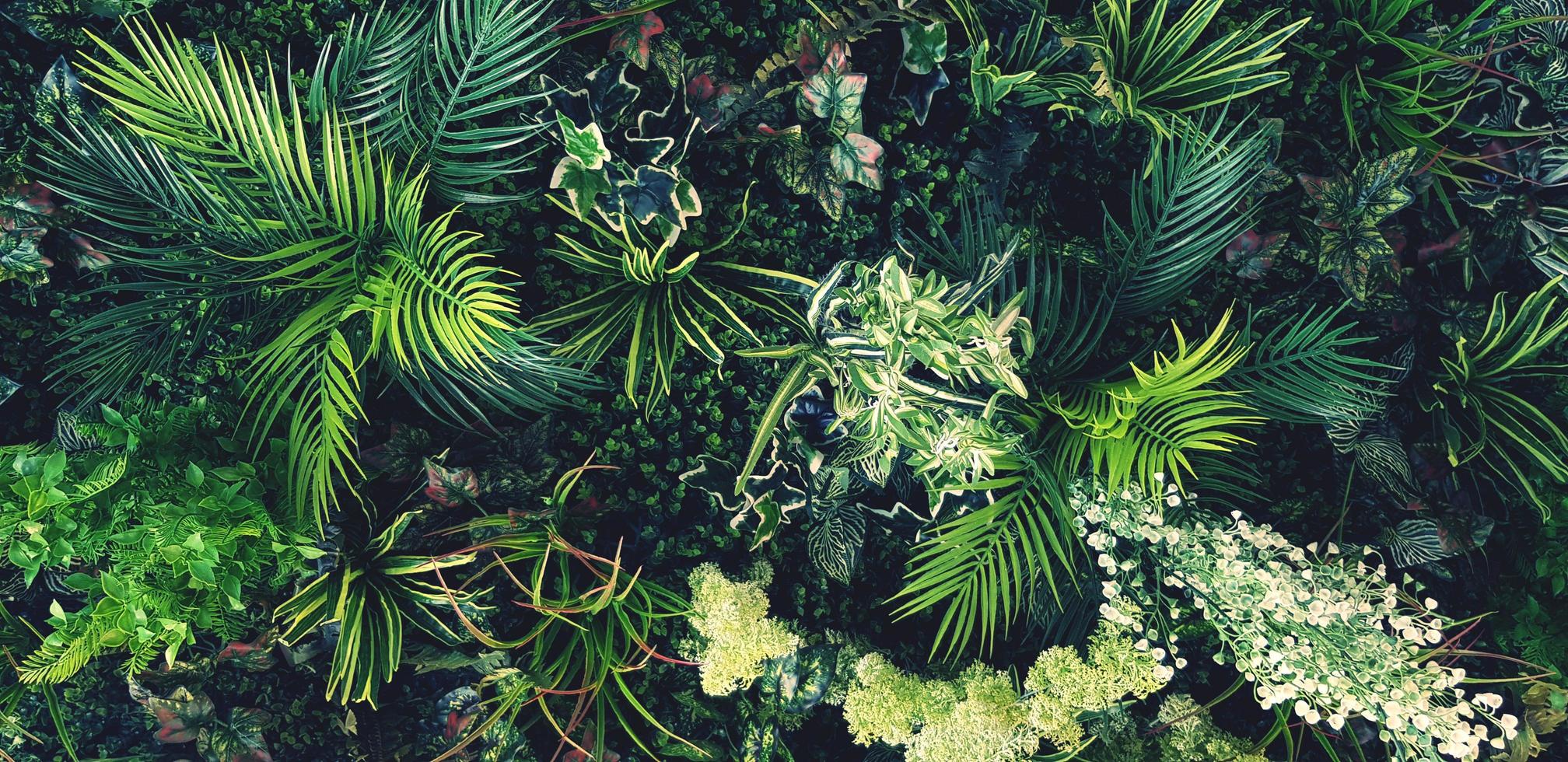 planta trepadeira verde, videira ou hera e parede de folhas vermelhas para fundo em tom vintage. papel de parede natural ou padrão de natureza. temporada de frescor foto