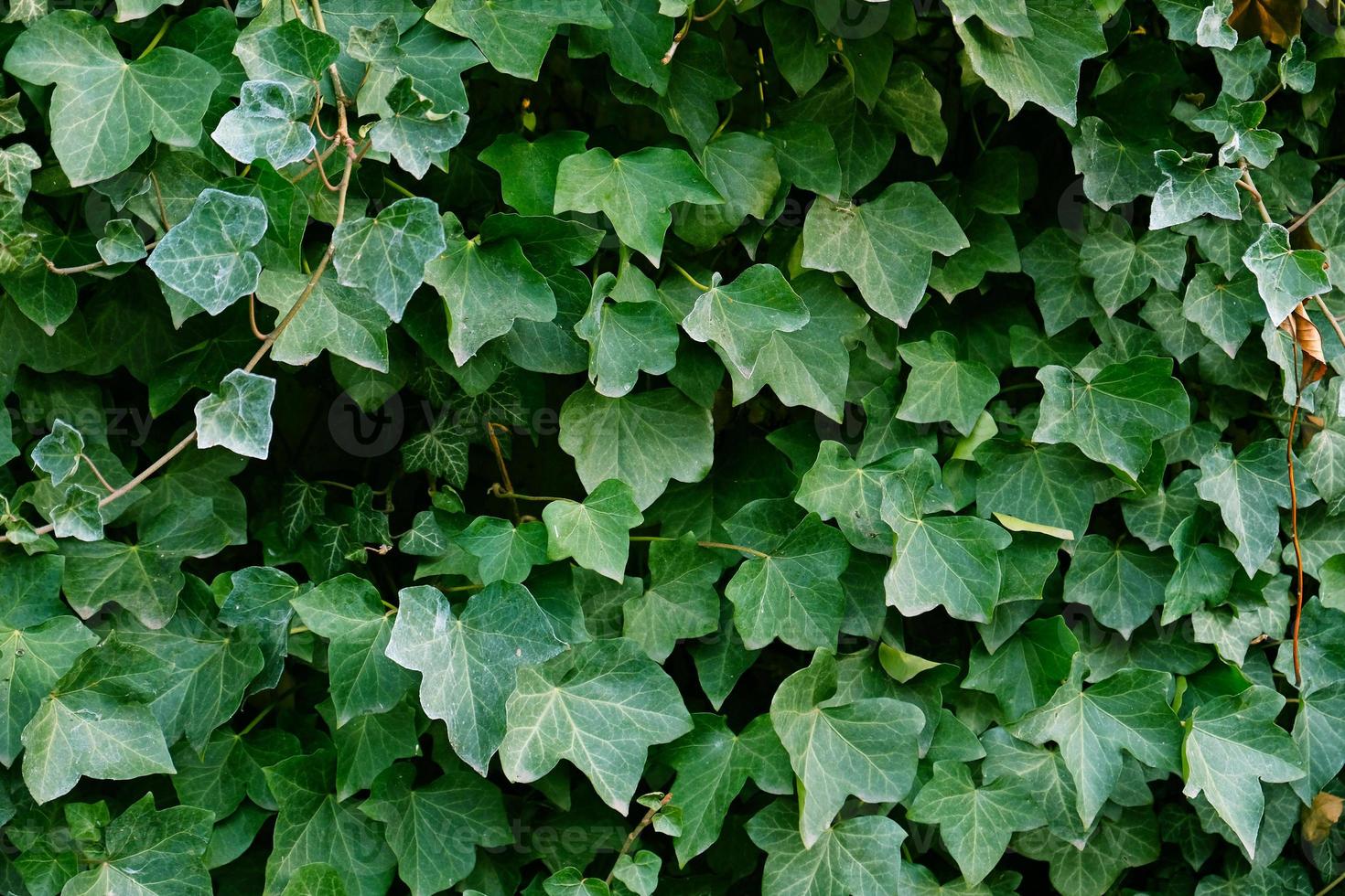 folhas de hera verde na parede. plano de fundo texturizado de folhas. textura de parede de planta verde para design de pano de fundo e parede ecológica e cortada para obras de arte. muitas folhas. foto