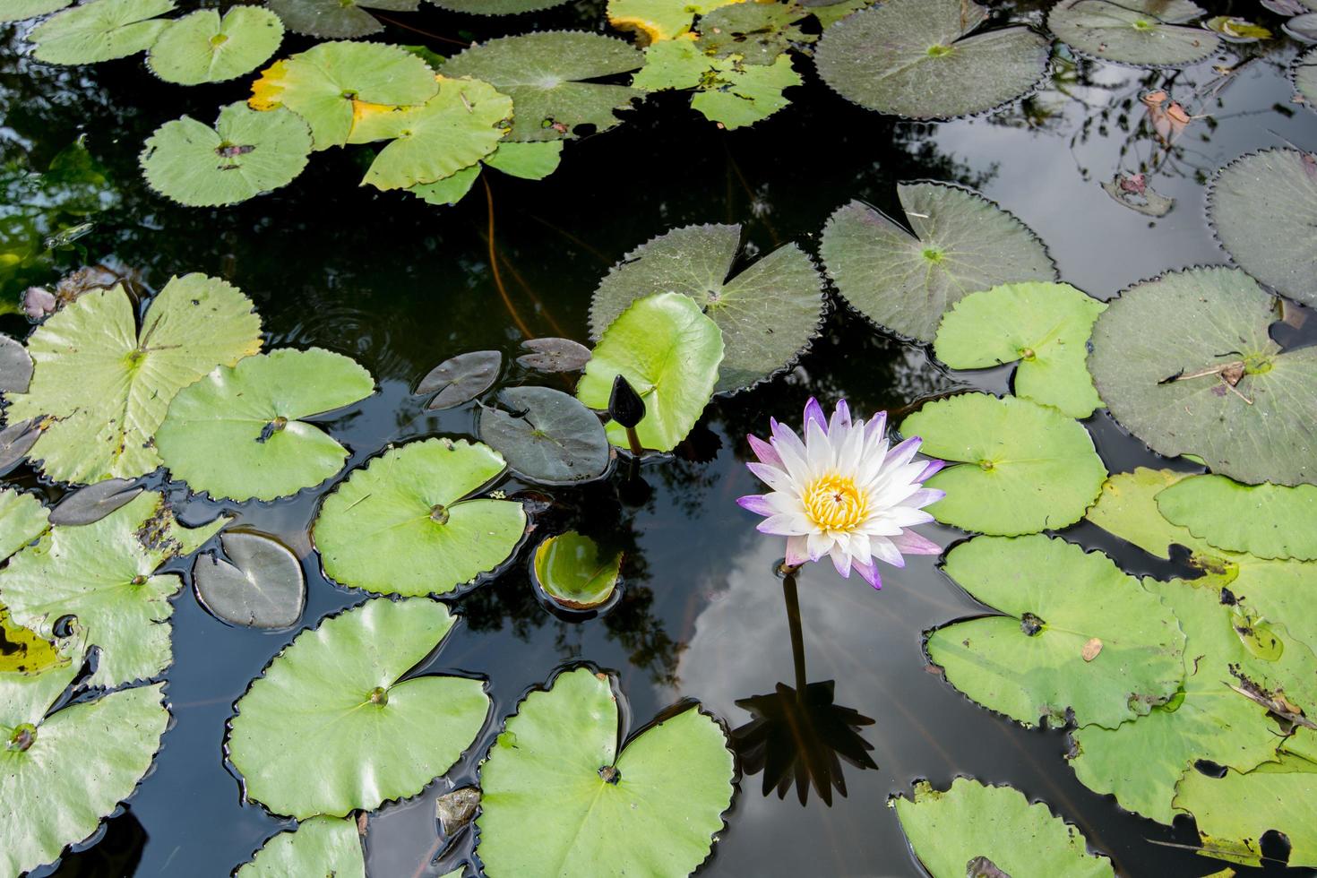 flor de lótus na piscina foto