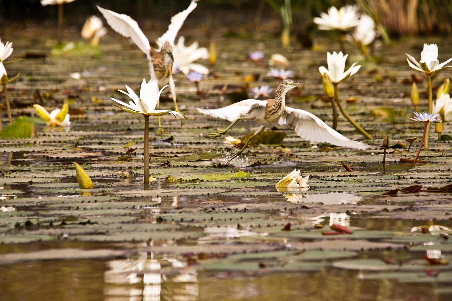 garças esmagadas sobre a água foto