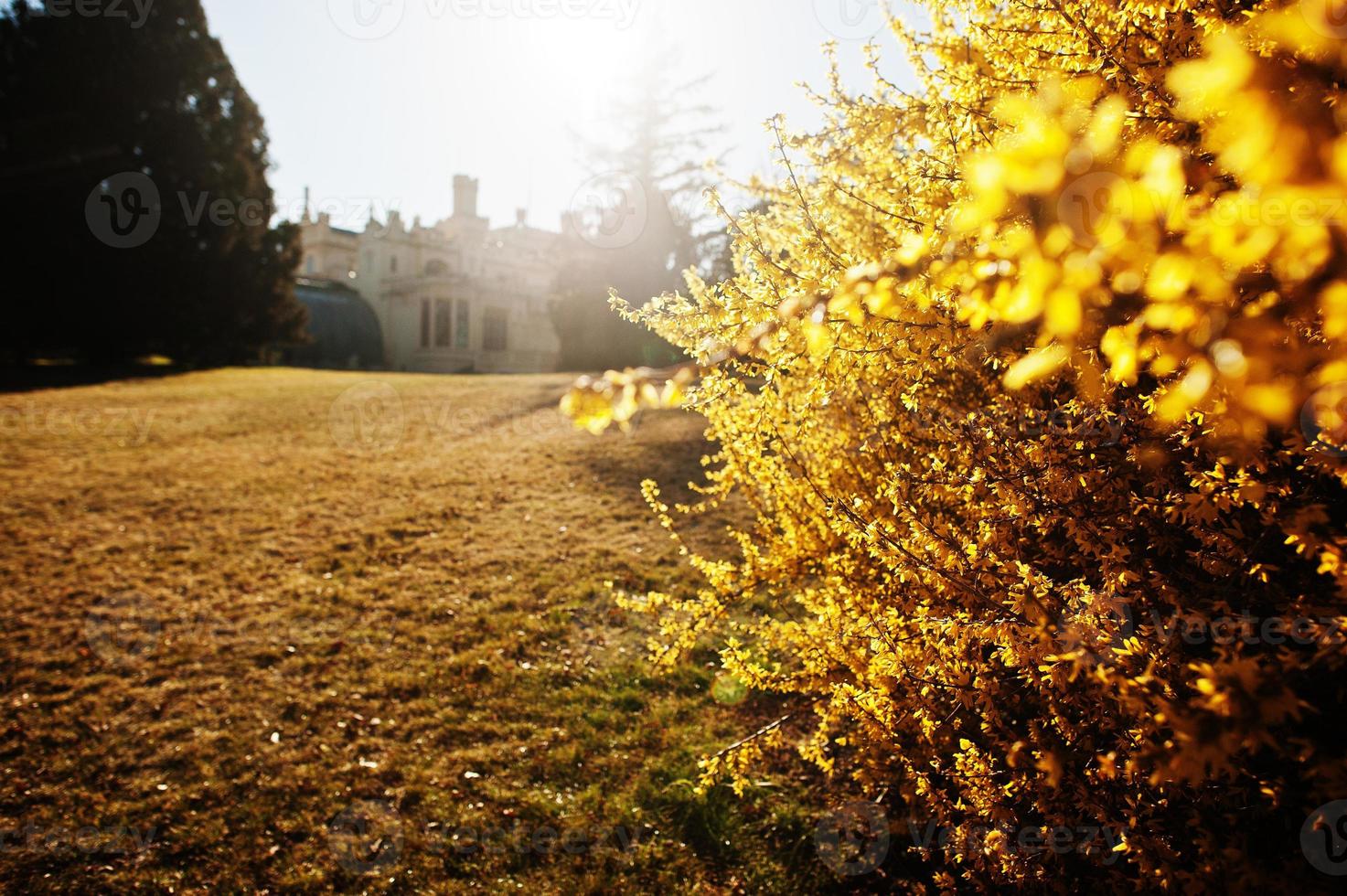 arbusto dourado contra lednice castelo chateau com belos jardins e parques no dia ensolarado de outono na morávia do sul, república tcheca, europa. foto