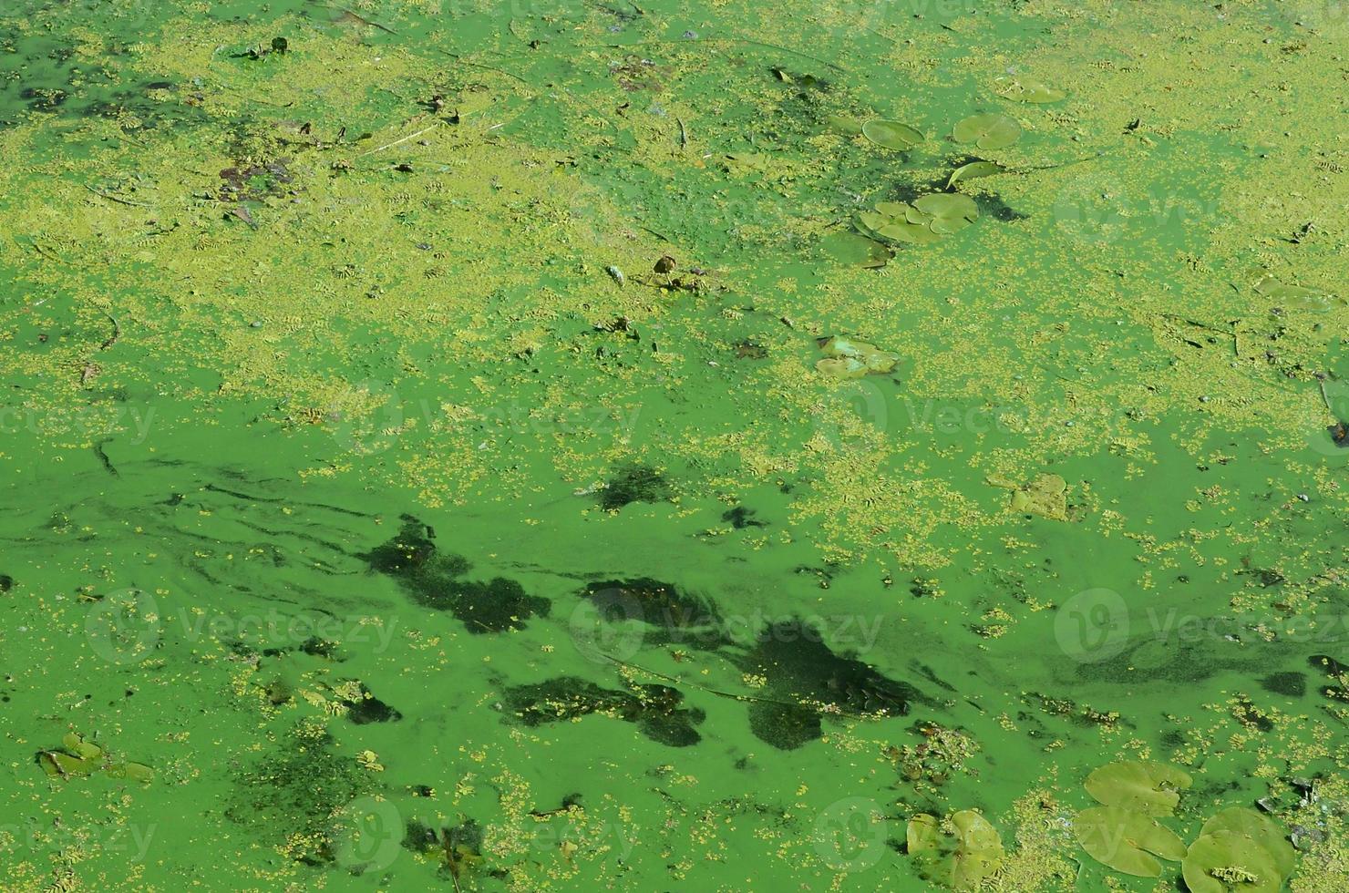 a superfície de um velho pântano coberto com folhas de lentilha e lírio foto