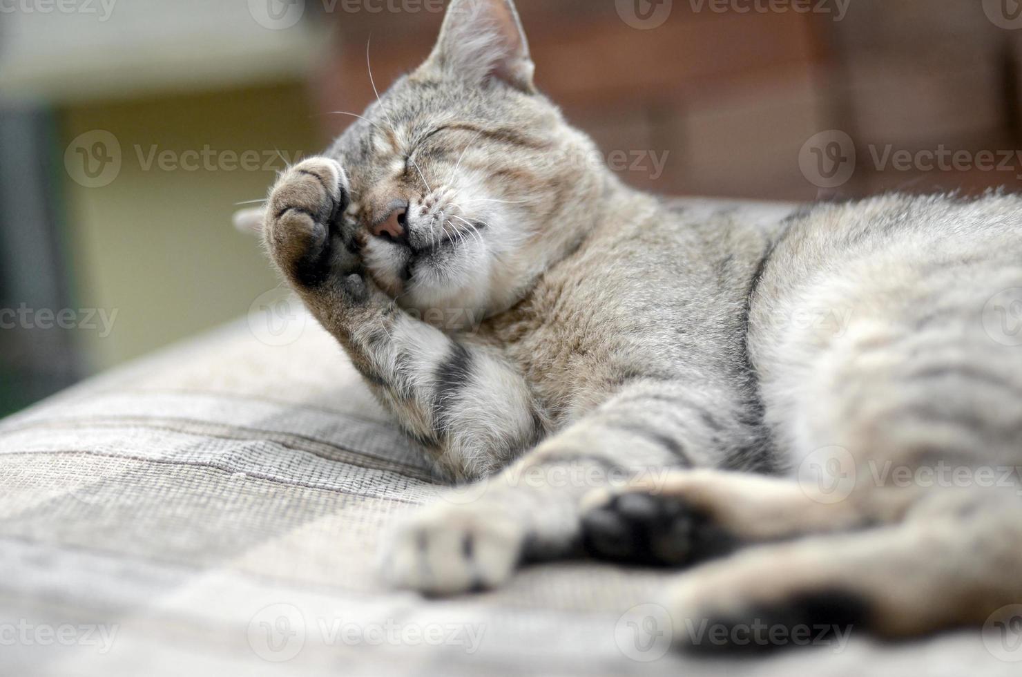 retrato de gato sentado e lambendo o cabelo ao ar livre e encontra-se no sofá marrom foto