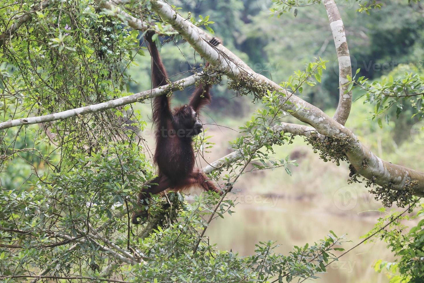 mãe orangotango com bebê nas árvores. localização no parque nacional de kutai, leste de kalimantan, indonésia. foco seletivo. foto