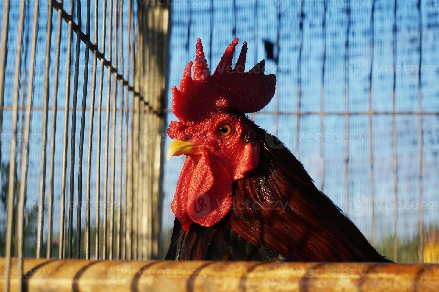 um galo na gaiola foto