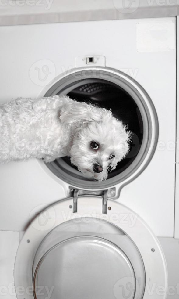 lindo cachorrinho branco olhando para trás pela máquina de lavar. foto