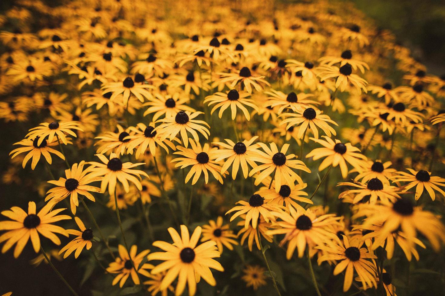 cama de flores amarelas foto