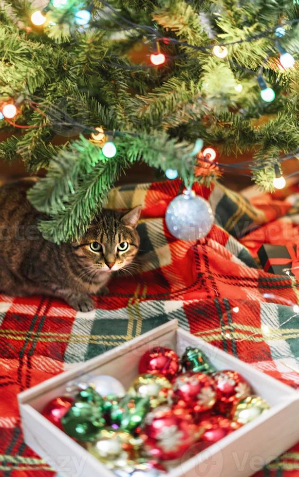 gato listrado cavala sentado ao lado da árvore de natal decorada com bolas e luzes de guirlanda no cobertor vermelho decorações de feriados de ano novo foto