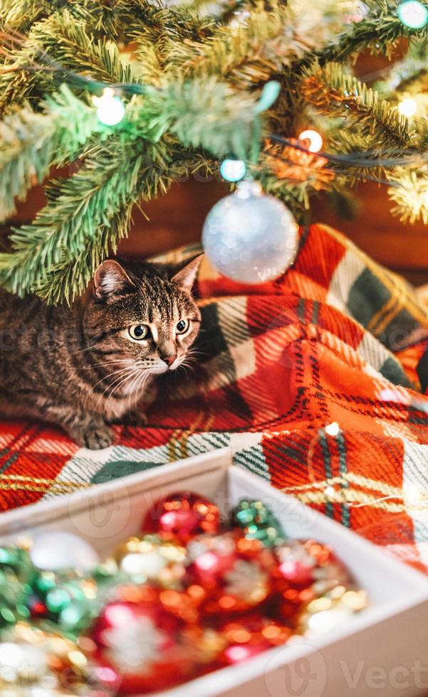 gato listrado de cavala sentado perto da árvore de natal decorada com bolas e luzes de guirlanda no cobertor vermelho decorações de feriados de ano novo chinês foto