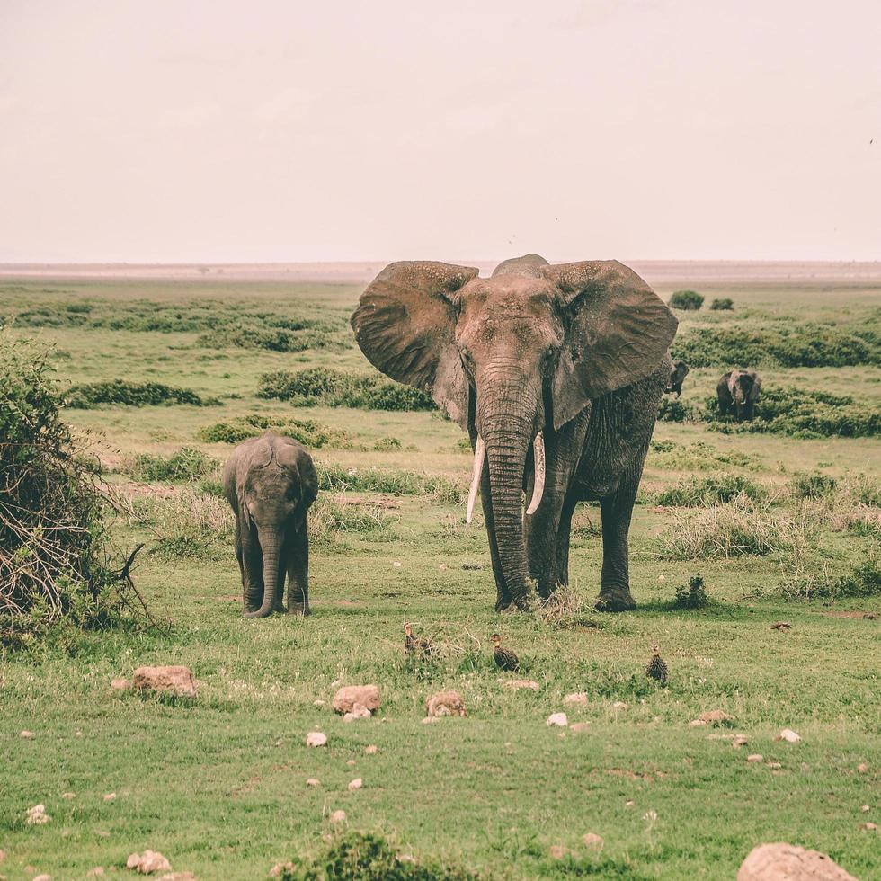 mamãe e bebê elefante foto