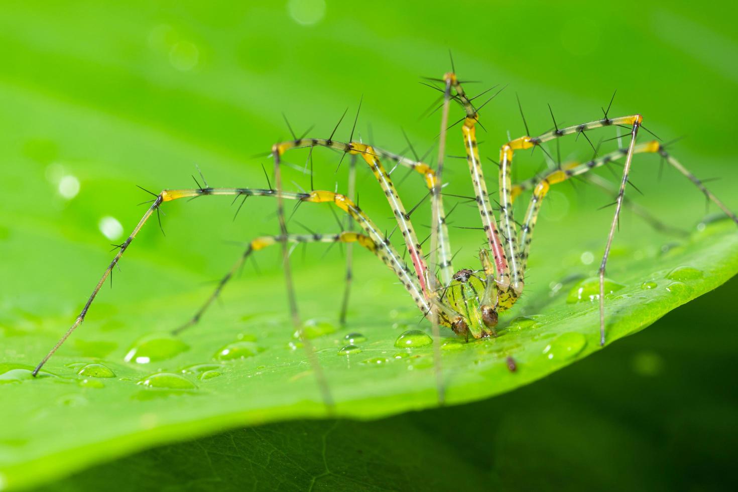 aranha em uma folha verde foto