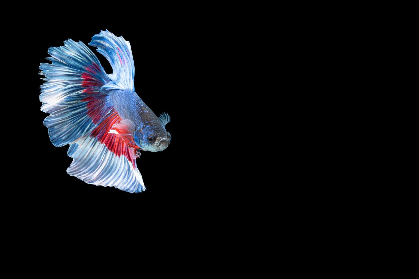 peixe betta meia-lua com listras azuis e vermelhas foto