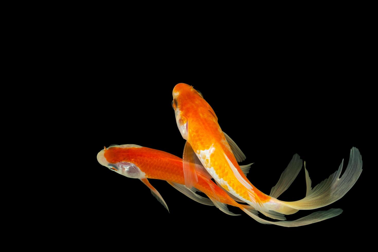 peixes dourados com cauda de cometa em fundo preto foto