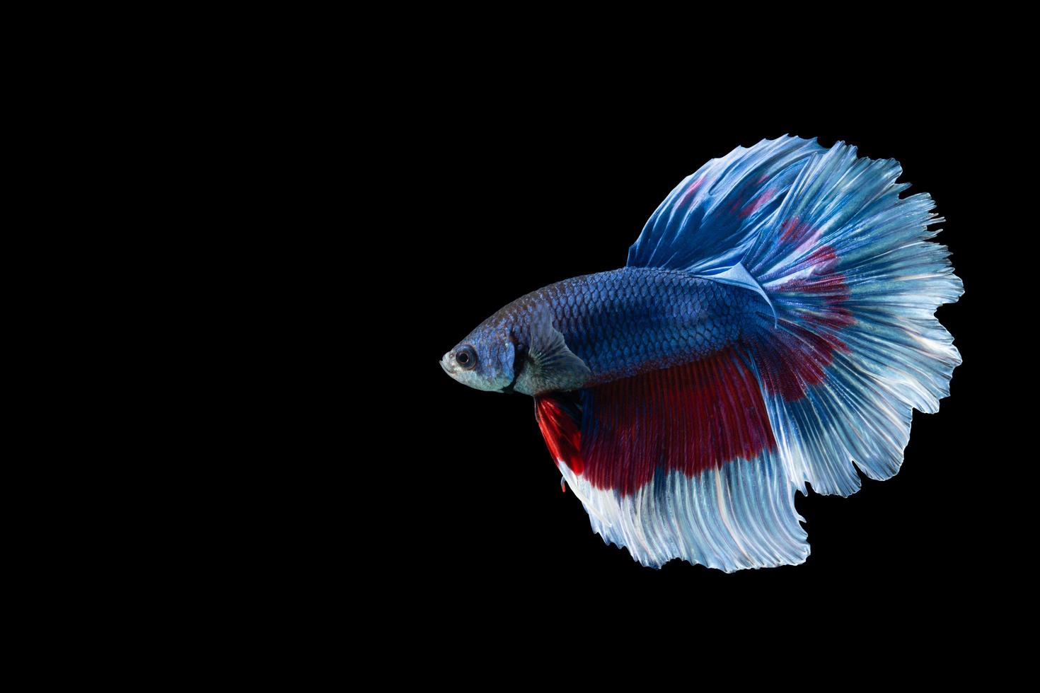 peixe betta meia-lua com listras azuis e vermelhas foto