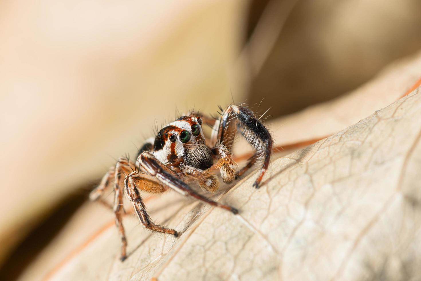 aranha saltadora marrom em uma folha seca foto