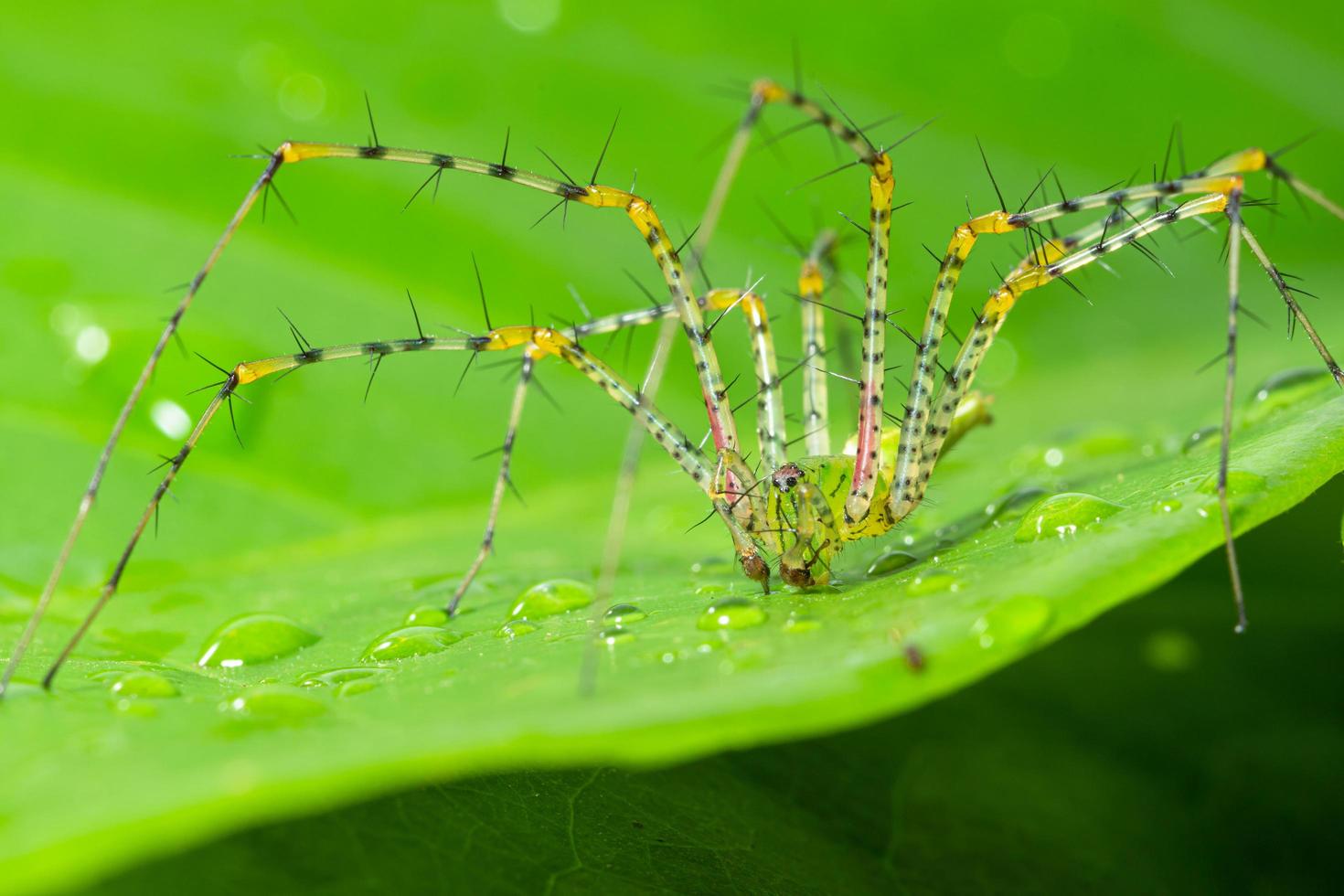 aranha em uma folha verde foto