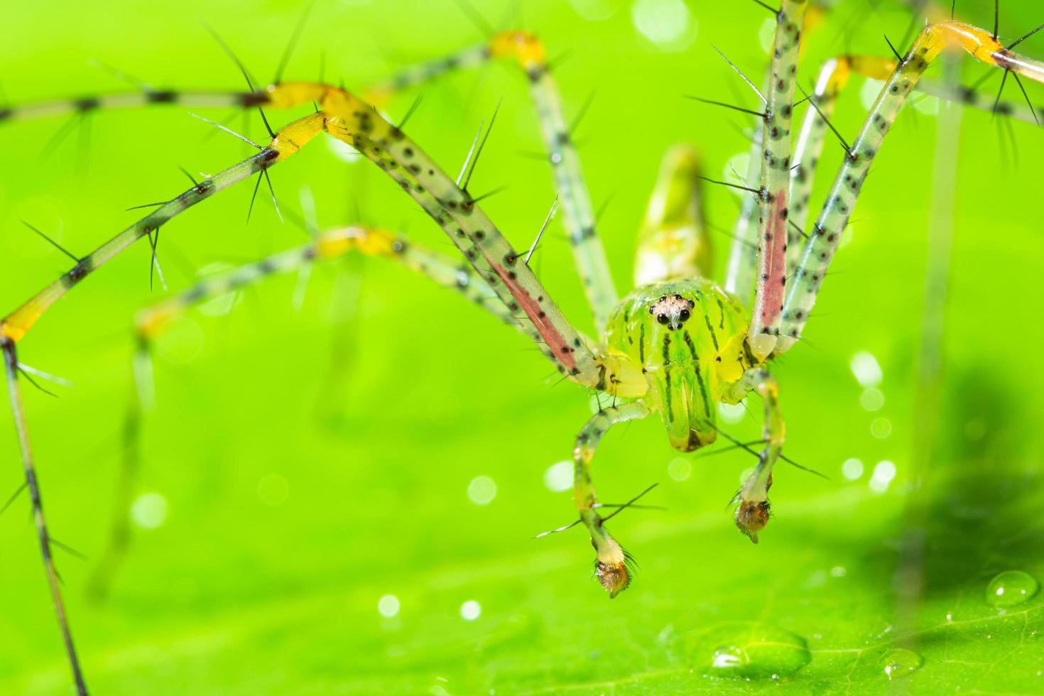 aranha verde em uma folha foto