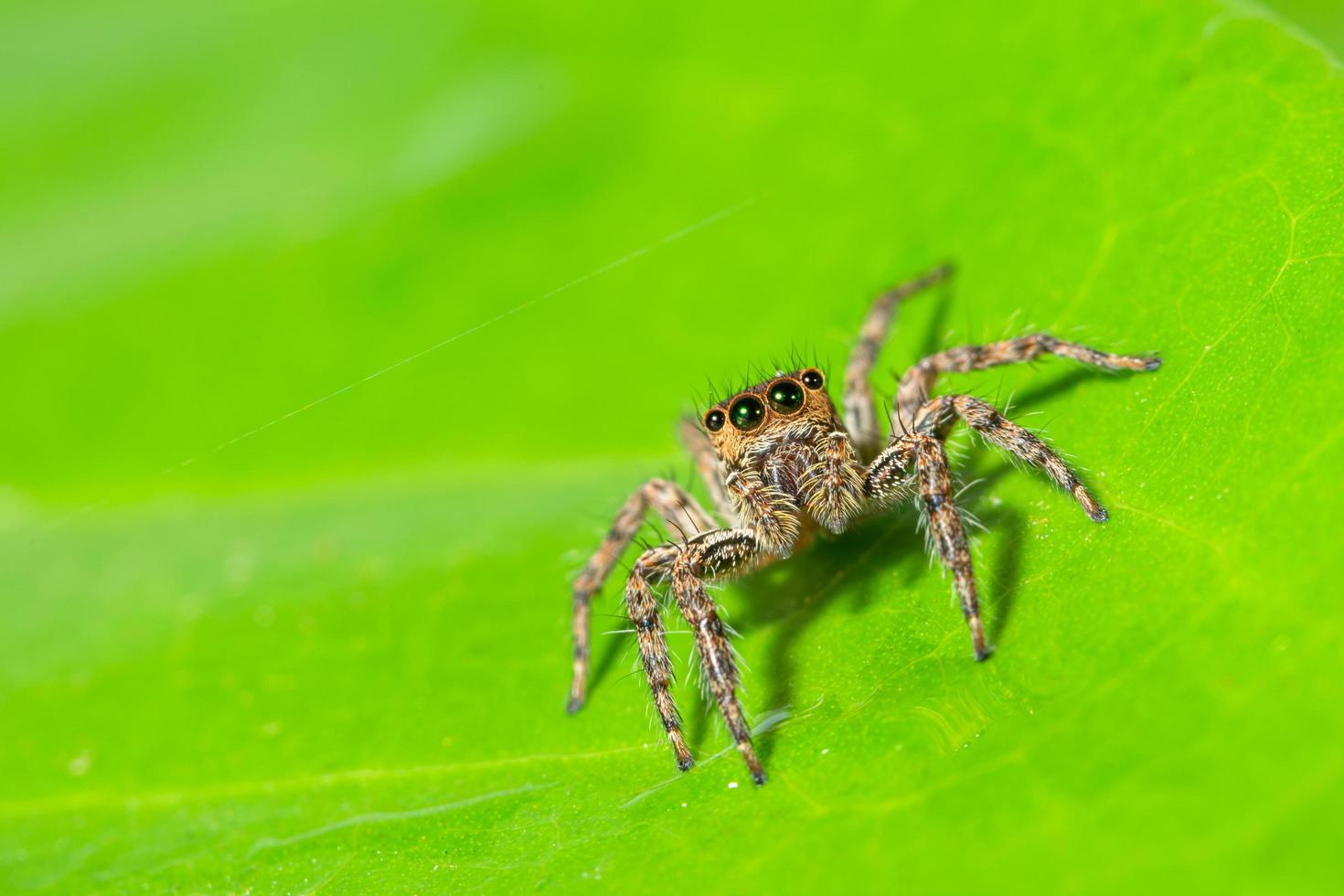 aranha marrom em uma folha verde foto