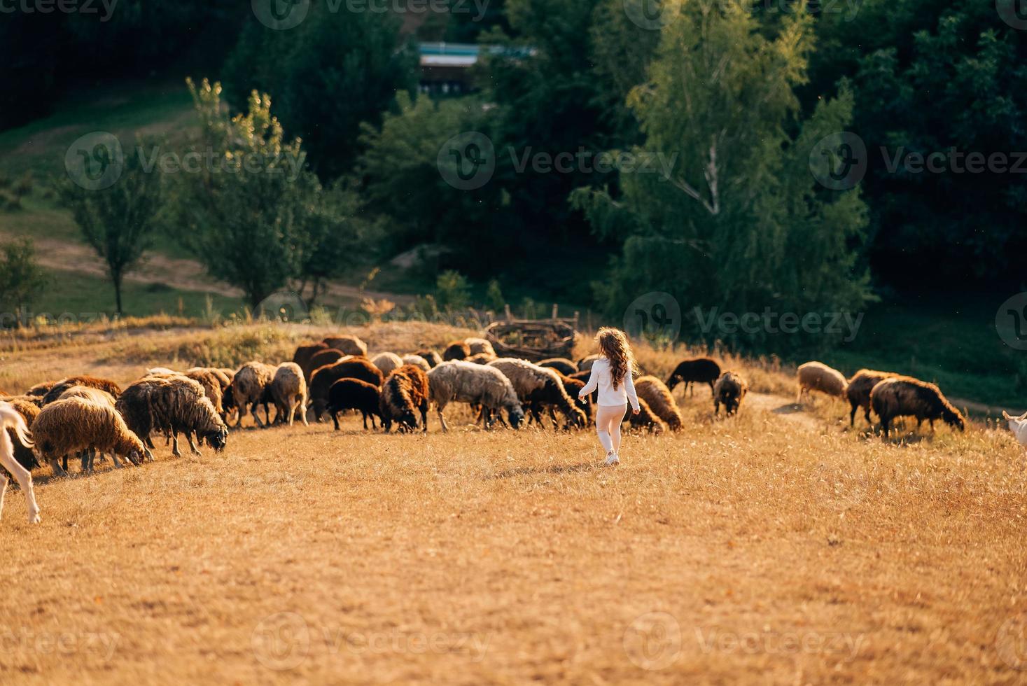 lindo prado com uma menina e animais ovelhas foto