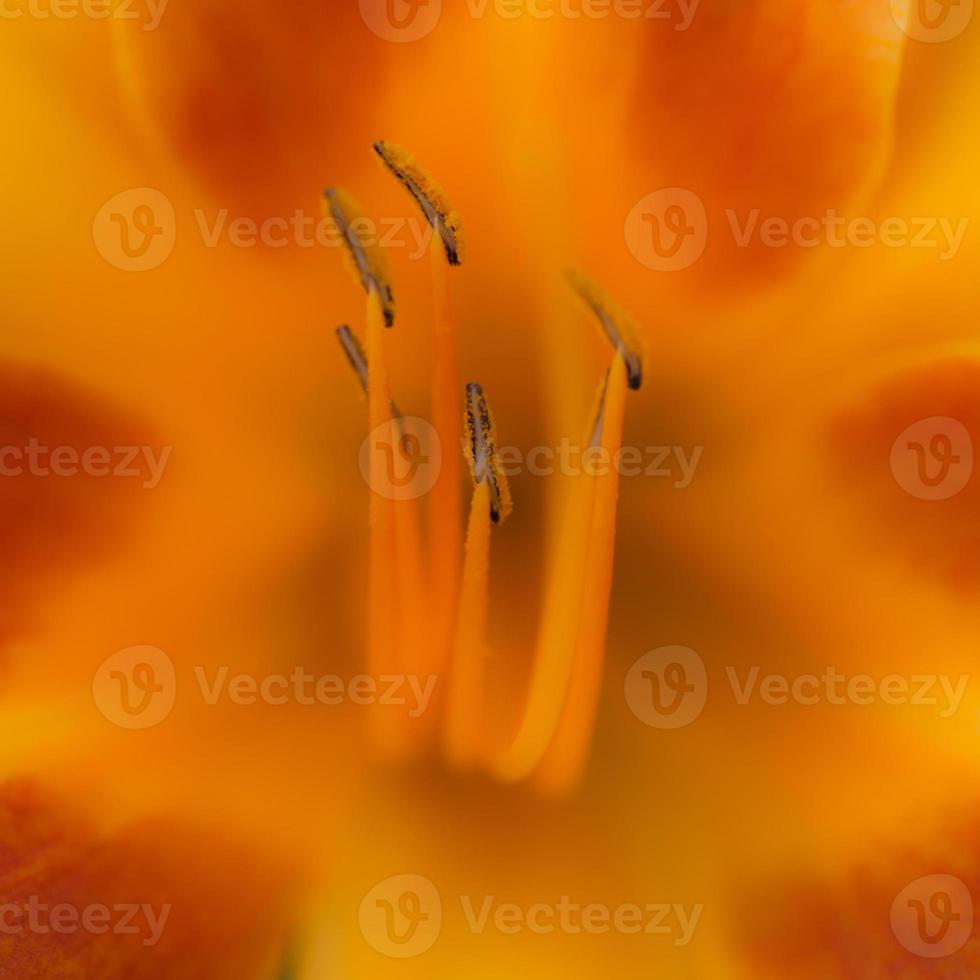 flor de lírio laranja foto