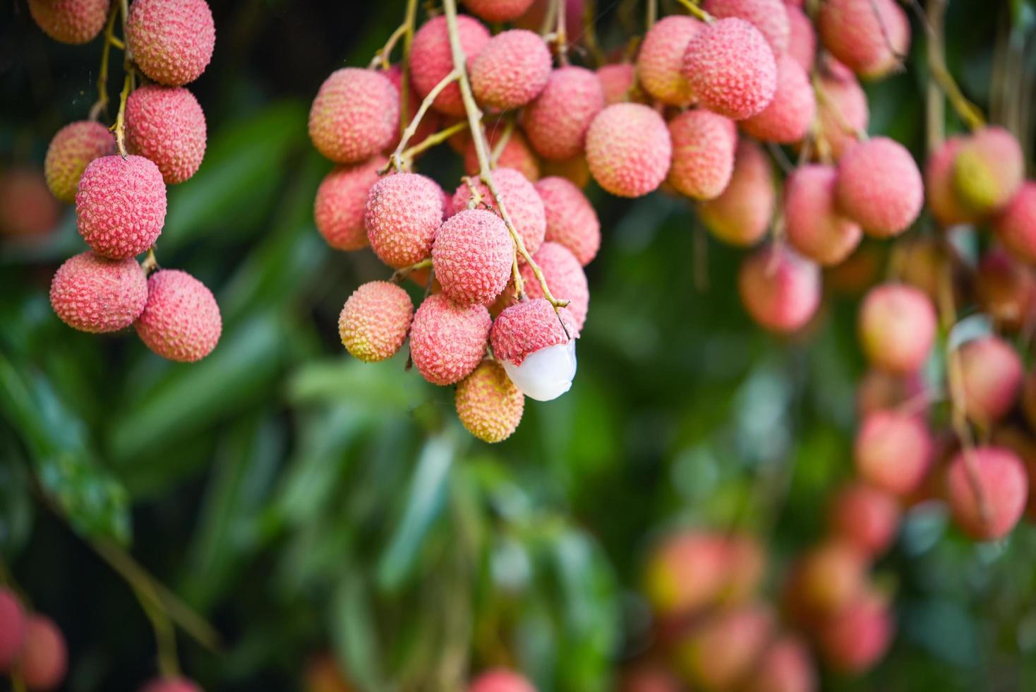 fruta fresca de lichia madura pendurada na árvore de lichia no jardim foto