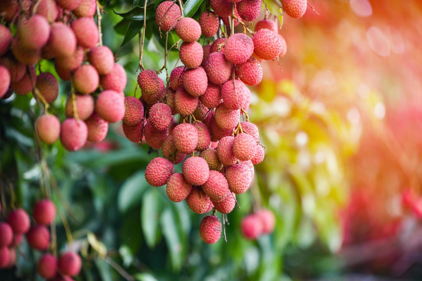 fruta fresca de lichia madura pendurada na árvore de lichia no jardim foto