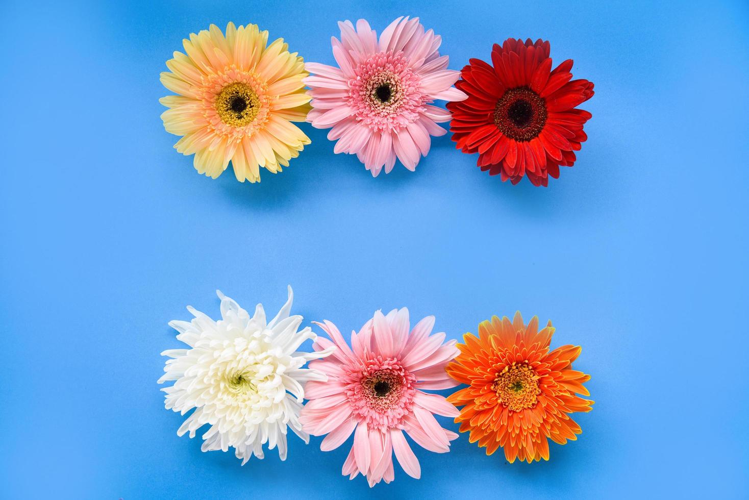 flores coloridas da primavera gerbera verão linda florescendo sobre fundo azul foto